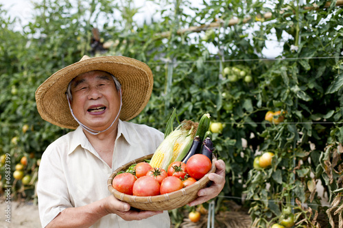 Photo: 夏野菜の収穫を喜ぶシニア 夏野菜の収穫を喜ぶシニア