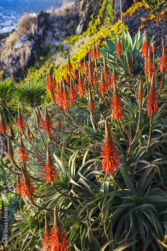 Photo: Aloe Vera plants on the island of Madeira Aloe Vera plants on the island of Madeira