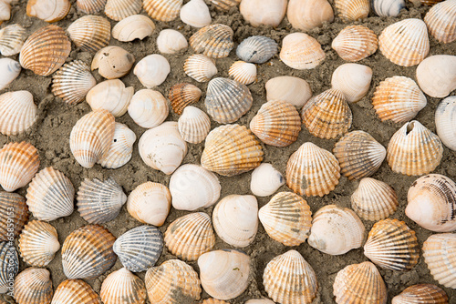 Photo: Shells on the beach Shells on the beach