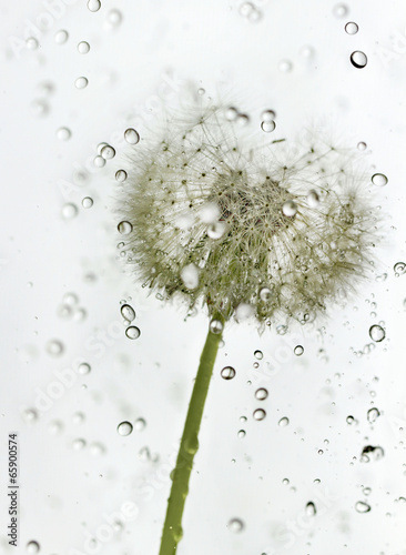  Droplets dandelion.