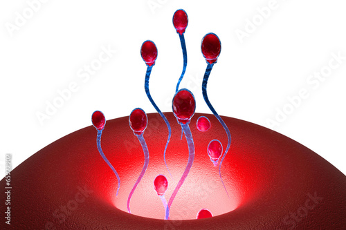 Illustration: sperms sperms
