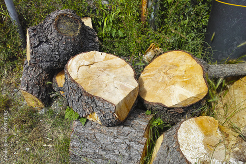 Photo: pile of log pile of log