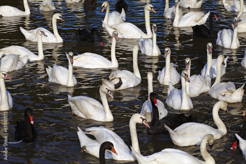 Photo: many swan and water many swan and water