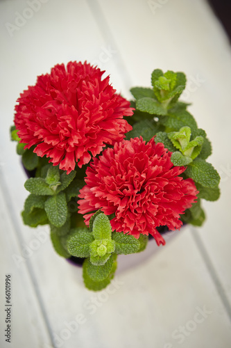 Photo: Carnations Carnations
