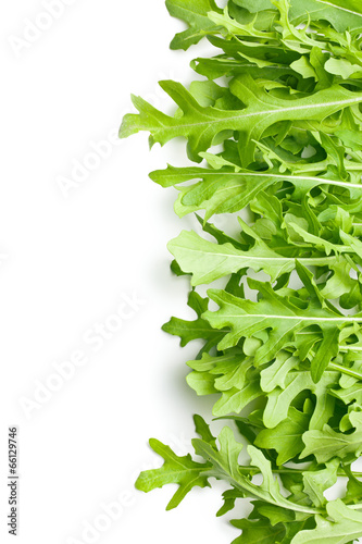 Photo: fresh arugula leaves fresh arugula leaves