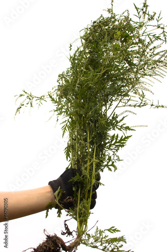 Photo: Куст амброзии в руке Куст амброзии в руке