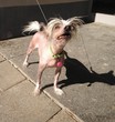 Hässlicher Hund Hässlicher Hund