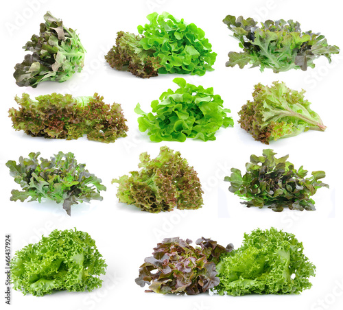 Photo: fresh green lettuce leaves isolated on white background fresh green lettuce leaves isolated on white background