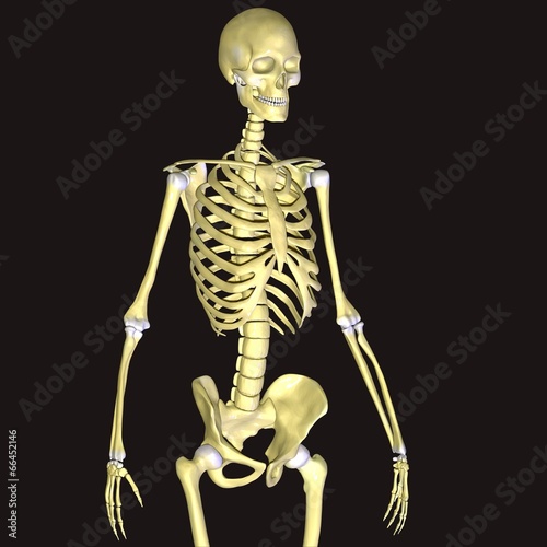 Illustration: skeleton skeleton