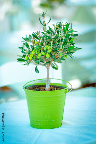 Photo: olive tree olive tree