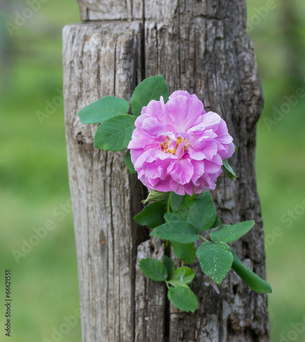 Photo: Branch of dog-rose twined round dry trunk Branch of dog-rose twined round dry trunk