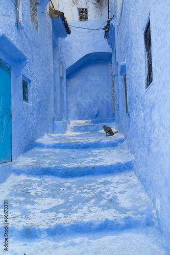Photo: Chefchaouen Cat Chefchaouen Cat
