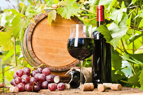 Photo: Wine, grapes and grapevine composition Wine, grapes and grapevine composition