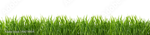 Fototapeta Green grass isolated on white background.