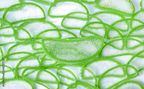 Photo: aloe vera fresh leaf aloe vera fresh leaf