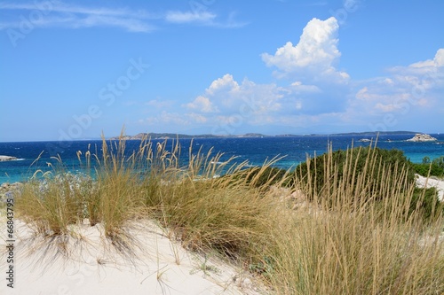 Photo: VEGETAZIONE DELLE DUNE 3 VEGETAZIONE DELLE DUNE 3