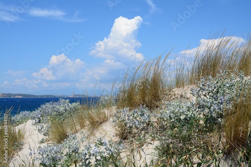 Photo: VEGETAZIONE DELLE DUNE 6 VEGETAZIONE DELLE DUNE 6