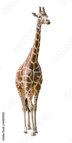 large giraffe isolated on white - 66851958