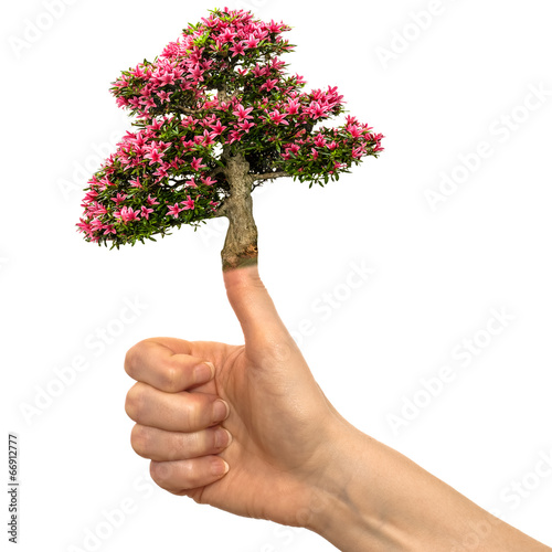 Photo: Hand mit blühender Azalee auf dem Daumen Hand mit blühender Azalee auf dem Daumen