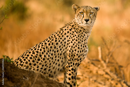 Cheetah - 66935962