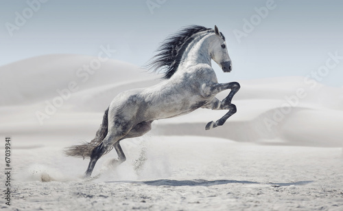 Picture presenting the galloping white horse - 67039341