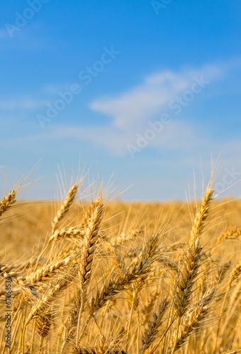 Photo: Close-up of golden wheat ears ready for harvest Close-up of golden wheat ears ready for harvest