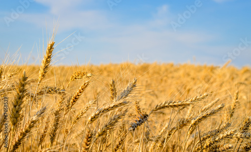 Photo: Close-up of golden wheat ears ready for harvest Close-up of golden wheat ears ready for harvest