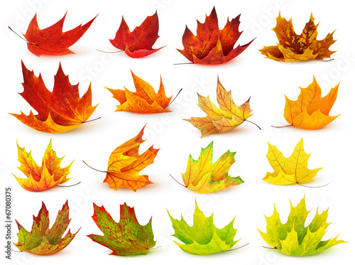 Photo: Colorful maple leaves isolated on white Colorful maple leaves isolated on white