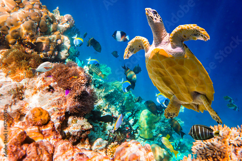 Photo: Hawksbill Turtle - Eretmochelys imbricata Hawksbill Turtle - Eretmochelys imbricata