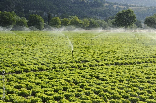 Photo: Irrigazione di ortaggi Irrigazione di ortaggi