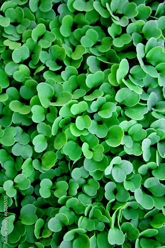 Photo: GERMOGLI DI RUCOLA GERMOGLI DI RUCOLA