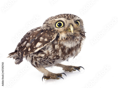 Photo: Little owl Little owl