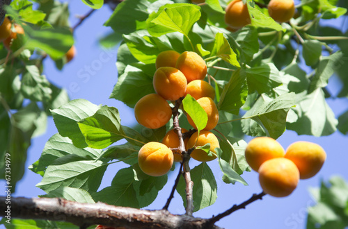 Photo: Apricot tree branch Apricot tree branch