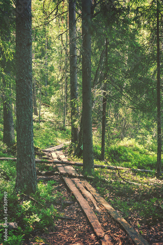 Photo: Hiking path through forest, vintage editing style Hiking path through forest, vintage editing style
