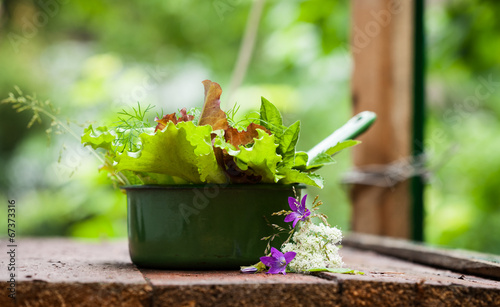 Photo: Fresh lettuce in the garden. Fresh lettuce in the garden.