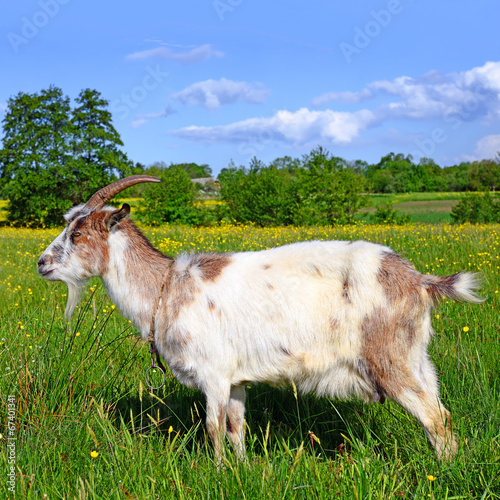 Photo: Goat on a summer pasture Goat on a summer pasture