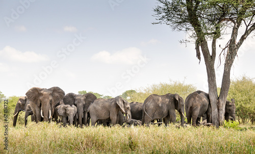 Photo: Troupeau d'éléphant Troupeau d'éléphant