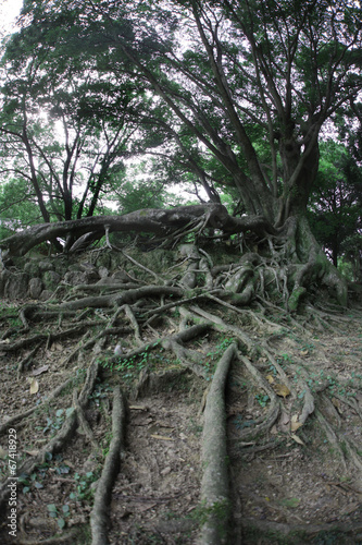 Photo: 大地に根を張る樹木 大地に根を張る樹木