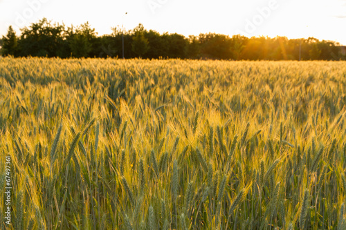 Photo: cereal field in sunset cereal field in sunset