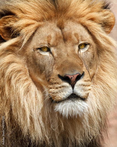 Photo: Lion Lion