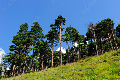 Photo: Pineta in montagna Pineta in montagna