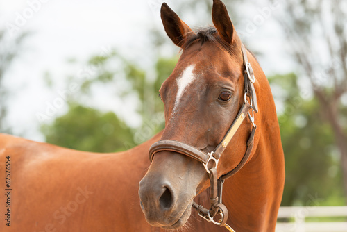 Photo: Horse close up Horse close up