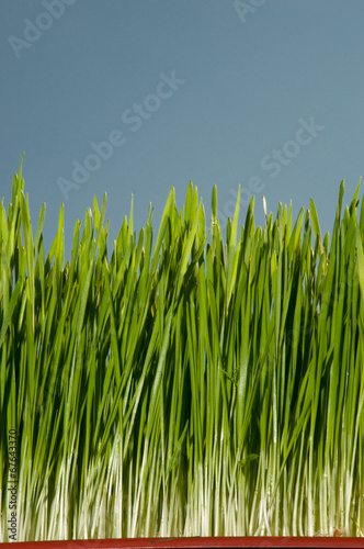 Photo: wheatgrass wheatgrass