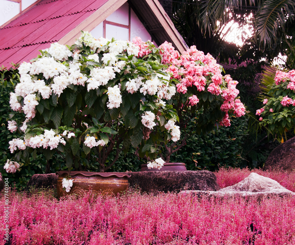Pink Oriental Garden Asia