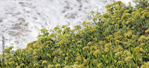 Photo: Vegetazione sul mare Vegetazione sul mare