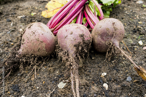 Photo: Raw Beetroot Raw Beetroot