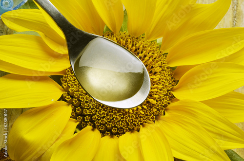 Photo: Helianthus annuus Napraforgó Tournesol Girassol Girasole Helianthus annuus Napraforgó Tournesol Girassol Girasole
