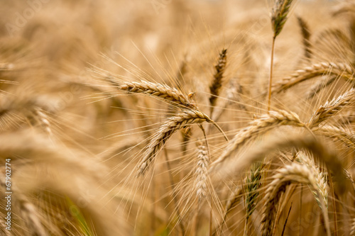 Photo: Ripening wheat in an agricultural field Ripening wheat in an agricultural field