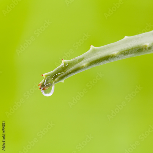Photo: Fresh aloe leaf with water drop . Fresh aloe leaf with water drop .