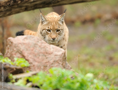 Photo: Young lynx Young lynx